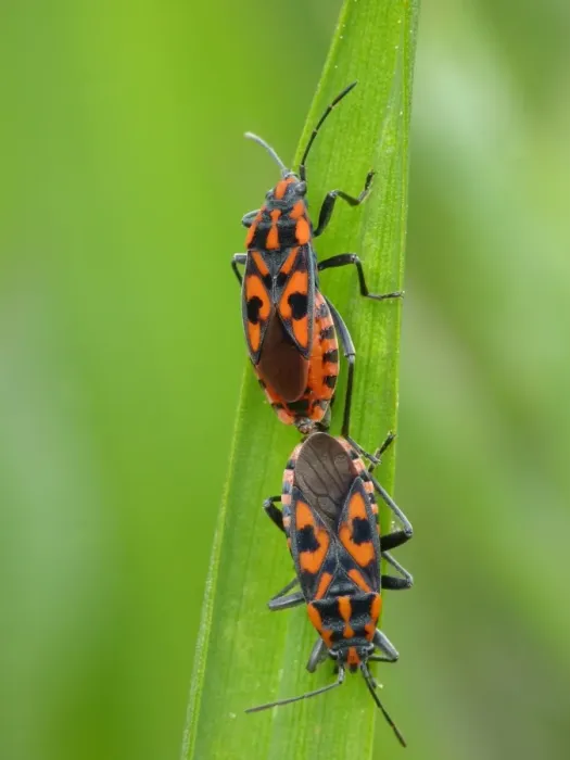 Framed Print : Cretan Soldier Bug (Lygaeus saxatilis) adult pair, mating on grass leaf, Dolomites, Italian Alps, Italy, June Framed Print : Cretan Soldier Bug (Lygaeus saxatilis) adult pair, mating on grass leaf, Dolomites, Italian Alps, Italy, June
