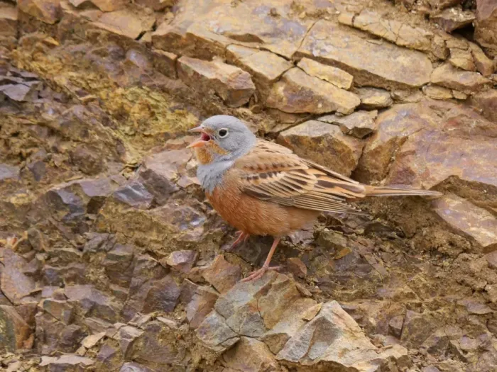 Framed Print : Cretzschmars Bunting (Emberiza caesia) adult male, singing, standing on rocks in foothills, Cyprus, August Framed Print : Cretzschmars Bunting (Emberiza caesia) adult male, singing, standing on rocks in foothills, Cyprus, August