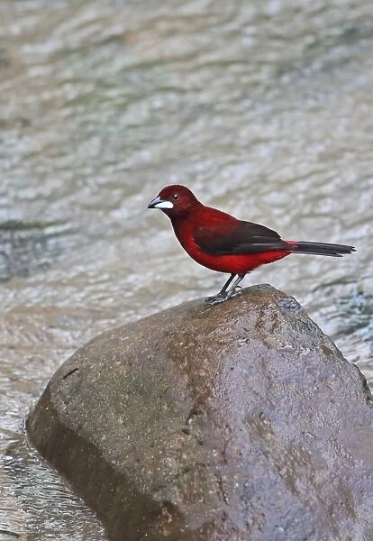 Crimson-backed Tanager (Ramphocelus dimidiatus dimidiatus) adult male, standing on rock in river, Canopy Lodge