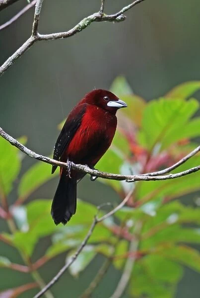 Crimson-backed Tanager (Ramphocelus dimidiatus dimidiatus) adult male, perched on twig during rainfall, Canopy Lodge
