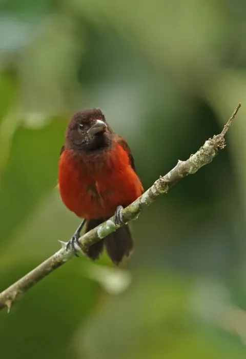 Framed Print : Crimson-backed Tanager (Ramphocelus dimidiatus dimidiatus) adult female, perched on twig, Canopy Lodge, El Valle Framed Print : Crimson-backed Tanager (Ramphocelus dimidiatus dimidiatus) adult female, perched on twig, Canopy Lodge, El Valle