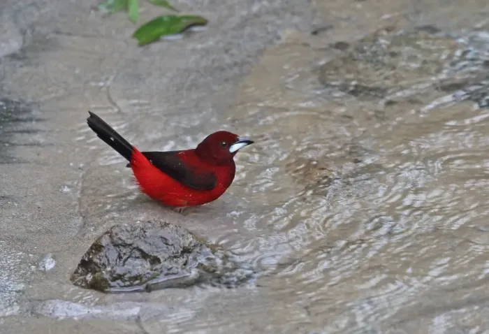 Framed Print : Crimson-backed Tanager (Ramphocelus dimidiatus dimidiatus) adult male, bathing in river, Canopy Lodge, El Valle Framed Print : Crimson-backed Tanager (Ramphocelus dimidiatus dimidiatus) adult male, bathing in river, Canopy Lodge, El Valle