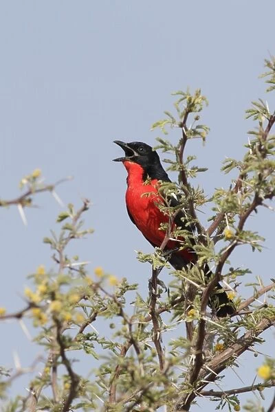 Crimson-breasted Gonolek (Laniarius atrococcineus) adult male, calling, perched on thorn tree