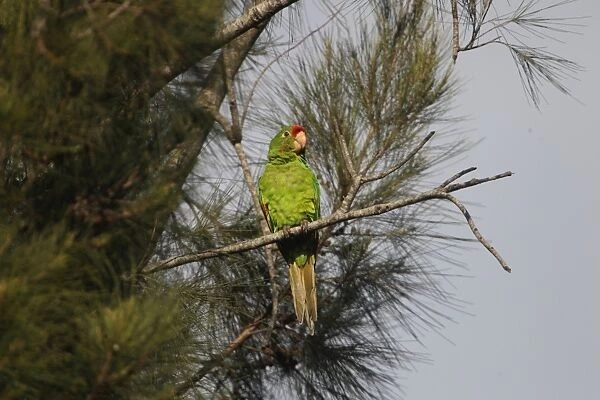 Crimson-fronted Parakeet (Aratinga finschi) adult, perched on branch in tree, Costa Rica, february