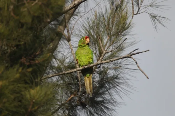 Framed Print : Crimson-fronted Parakeet (Aratinga finschi) adult, perched on branch in tree, Costa Rica, february Framed Print : Crimson-fronted Parakeet (Aratinga finschi) adult, perched on branch in tree, Costa Rica, february