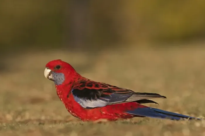 Framed Print : Crimson Rosella (Platycercus elegans) adult, feeding on ground, O'Reilly's, Lamington N. P. Queensland, Australia Framed Print : Crimson Rosella (Platycercus elegans) adult, feeding on ground, O'Reilly's, Lamington N. P. Queensland, Australia