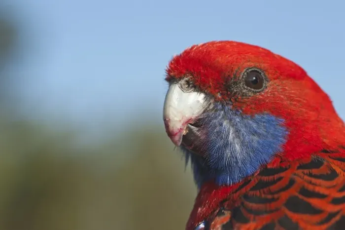 Framed Print : Crimson Rosella (Platycercus elegans) adult, close-up of head, Lamington N. P. Queensland, Australia Framed Print : Crimson Rosella (Platycercus elegans) adult, close-up of head, Lamington N. P. Queensland, Australia