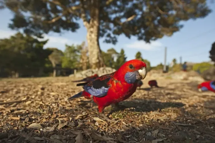 Framed Print : Crimson Rosella (Platycercus elegans) adults, flock feeding on ground, O'Reilly's, Lamington N. P. Queensland, Australia Framed Print : Crimson Rosella (Platycercus elegans) adults, flock feeding on ground, O'Reilly's, Lamington N. P. Queensland, Australia