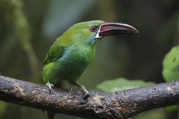 Crimson-rumped Toucanet (Aulacorhynchus haematopygus) adult, perched on branch, Paz des Aves, Mindo, Andes