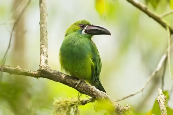 Framed Print : Crimson-rumped Toucanet (Aulacorhynchus haematopygus) adult, perched on branch in montane rainforest, Andes, Ecuador Framed Print : Crimson-rumped Toucanet (Aulacorhynchus haematopygus) adult, perched on branch in montane rainforest, Andes, Ecuador