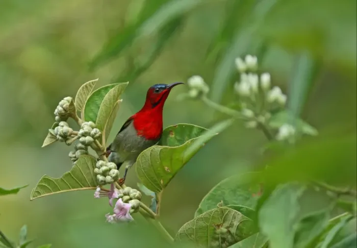 Framed Print : Crimson Sunbird (Aethopyga siparaja) adult male, perched on flowerhead, Kaeng Krachan N. P. Thailand, november