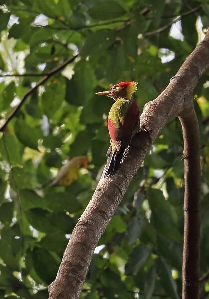 Crimson-winged Woodpecker (Picus puniceus observandus) adult male, clinging to branch, Taman Negara N. P