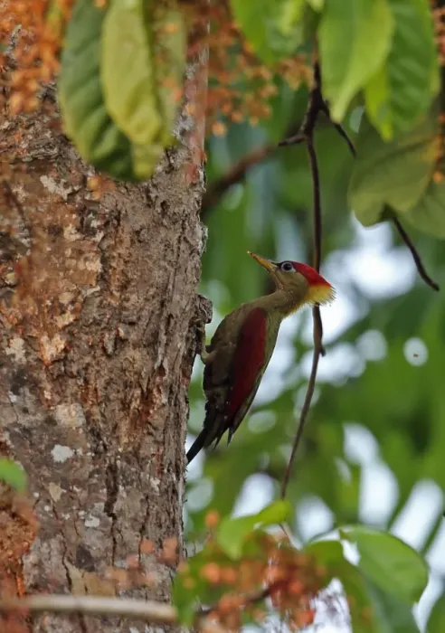 Framed Print : Crimson-winged Woodpecker (Picus puniceus observandus) adult female, clinging to tree trunk, Taman Negara N. P Framed Print : Crimson-winged Woodpecker (Picus puniceus observandus) adult female, clinging to tree trunk, Taman Negara N. P