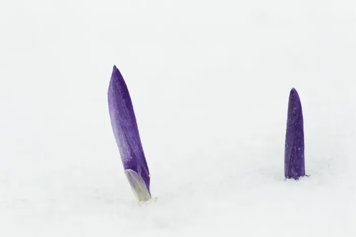 Framed Print : Crocus (Crocus sp. ) flowering, emerging through snow, Essex, England, february Framed Print : Crocus (Crocus sp. ) flowering, emerging through snow, Essex, England, february