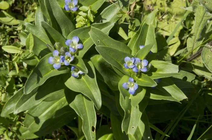 Framed Print : Cross Gentian (Gentiana cruciata) flowering, with Mountain Alcon Blue Butterfly (Maculinea rebeli) eggs on leaves Framed Print : Cross Gentian (Gentiana cruciata) flowering, with Mountain Alcon Blue Butterfly (Maculinea rebeli) eggs on leaves