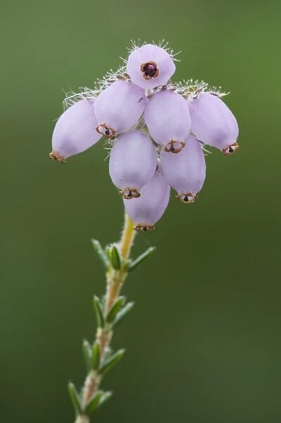 Cross-leaved Heath (Erica tetralix) close-up of flowers, growing on lowland heathland, Hothfield Heathlands, Hothfield