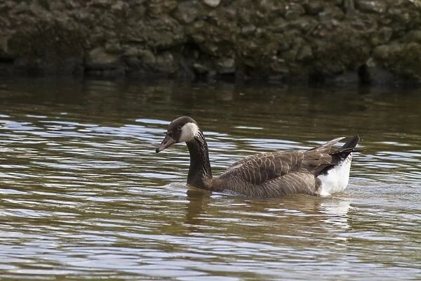 A crossbreed between a Greylag and Canada Goose