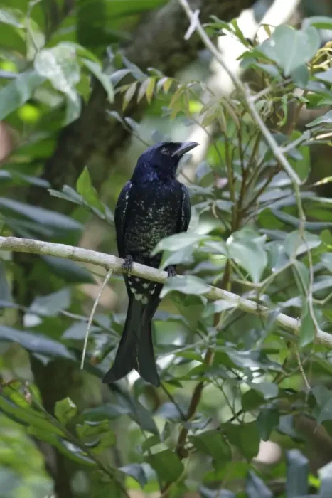 Framed Print : Crow-billed Drongo (Dicrurus annectans) immature, first winter plumage, perched on twig, Po Toi Island, Hong Kong Framed Print : Crow-billed Drongo (Dicrurus annectans) immature, first winter plumage, perched on twig, Po Toi Island, Hong Kong