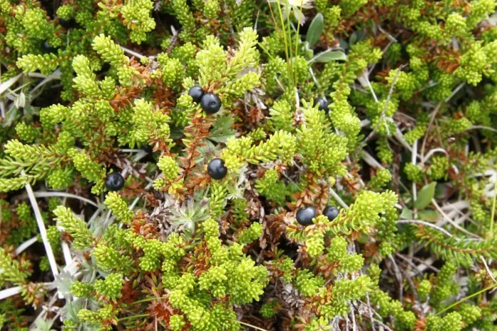 Framed Print : Crowberry (Empetrum nigrum) berries, Handa Island, Sutherland, Northwest Scotland, august Framed Print : Crowberry (Empetrum nigrum) berries, Handa Island, Sutherland, Northwest Scotland, august