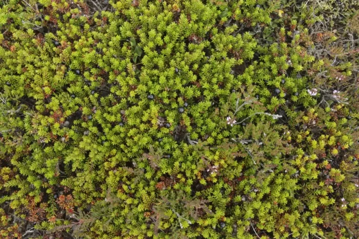 Framed Print : Crowberry (Empetrum nigrum) in fruit, Iceland, August Framed Print : Crowberry (Empetrum nigrum) in fruit, Iceland, August