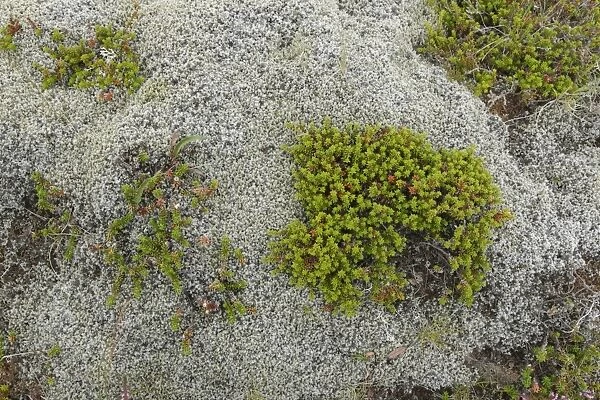 Crowberry (Empetrum nigrum) growing amongst moss, Iceland, August