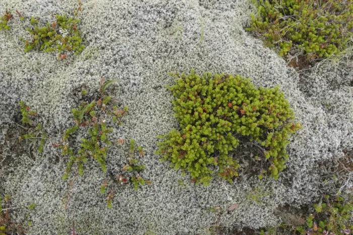 Framed Print : Crowberry (Empetrum nigrum) growing amongst moss, Iceland, August Framed Print : Crowberry (Empetrum nigrum) growing amongst moss, Iceland, August