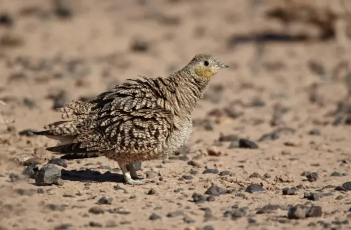 Framed Print : Crowned Sandgrouse (Pterocles coronatus) adult female, ruffling feathers, standing in desert, near Erg Chebbi, Morocco, february Framed Print : Crowned Sandgrouse (Pterocles coronatus) adult female, ruffling feathers, standing in desert, near Erg Chebbi, Morocco, february