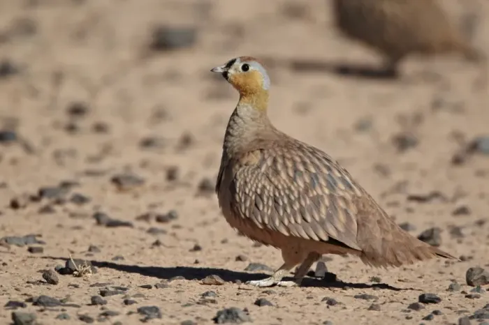 Framed Print : Crowned Sandgrouse (Pterocles coronatus) adult male, standing in desert, near Erg Chebbi, Morocco, february Framed Print : Crowned Sandgrouse (Pterocles coronatus) adult male, standing in desert, near Erg Chebbi, Morocco, february