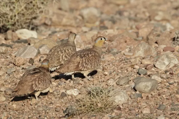 Framed Print : Crowned Sandgrouse (Pterocles coronatus) adult males and female, walking on stony ground in desert, near Erg Chebbi Framed Print : Crowned Sandgrouse (Pterocles coronatus) adult males and female, walking on stony ground in desert, near Erg Chebbi