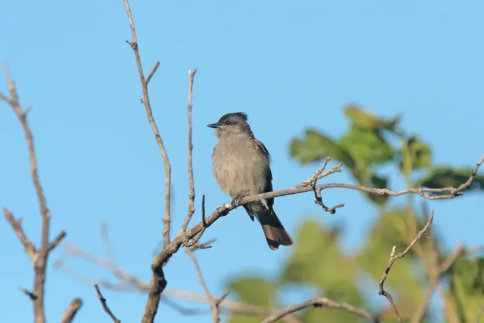 Framed Print : Crowned Slaty Flycatcher (Griseotyrannus aurantioatrocristatus) adult, perched on twig, Colonia Carlos Pellegrini, Corrientes, Argentina, november