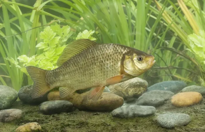 Framed Print : Crucian Carp (Carassius carassius) adult, swimming, Sussex, England Framed Print : Crucian Carp (Carassius carassius) adult, swimming, Sussex, England