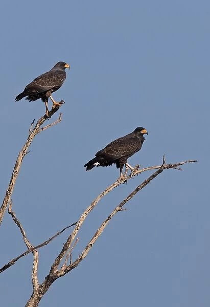 Cuban Black Hawk (Buteogallus gundlachii) adult pair, perched on branches of dead tree, Zapata Peninsula