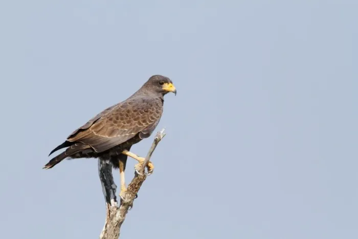Framed Print : Cuban Black Hawk (Buteogallus gundlachii) adult, perched on branch, Zapata Peninsula, Matanzas Province, Cuba, March Framed Print : Cuban Black Hawk (Buteogallus gundlachii) adult, perched on branch, Zapata Peninsula, Matanzas Province, Cuba, March