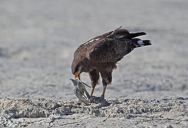 Cuban Black Hawk (Buteogallus gundlachii) adult, feeding on crab prey, standing on mudflats, Zapata Peninsula
