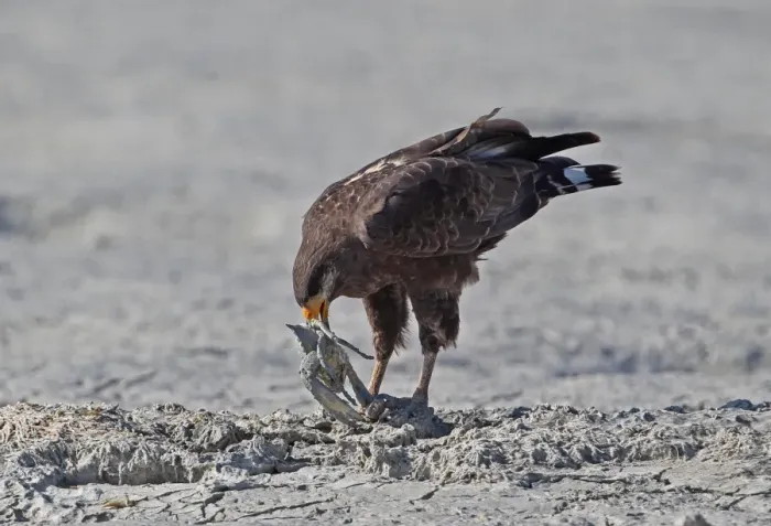 Framed Print : Cuban Black Hawk (Buteogallus gundlachii) adult, feeding on crab prey, standing on mudflats, Zapata Peninsula