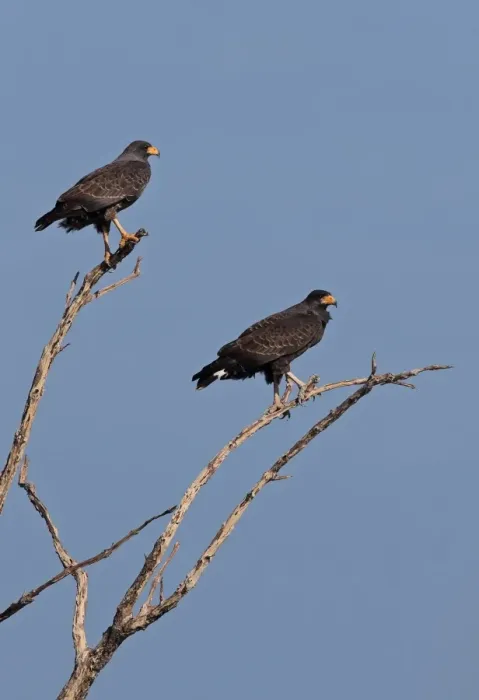 Framed Print : Cuban Black Hawk (Buteogallus gundlachii) adult pair, perched on branches of dead tree, Zapata Peninsula Framed Print : Cuban Black Hawk (Buteogallus gundlachii) adult pair, perched on branches of dead tree, Zapata Peninsula