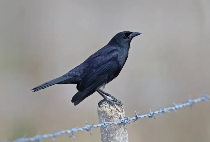 Framed Print : Cuban Blackbird (Dives atroviolaceus) adult, perched on fencepost, La Belen, Camaguey Province, Cuba, March Framed Print : Cuban Blackbird (Dives atroviolaceus) adult, perched on fencepost, La Belen, Camaguey Province, Cuba, March