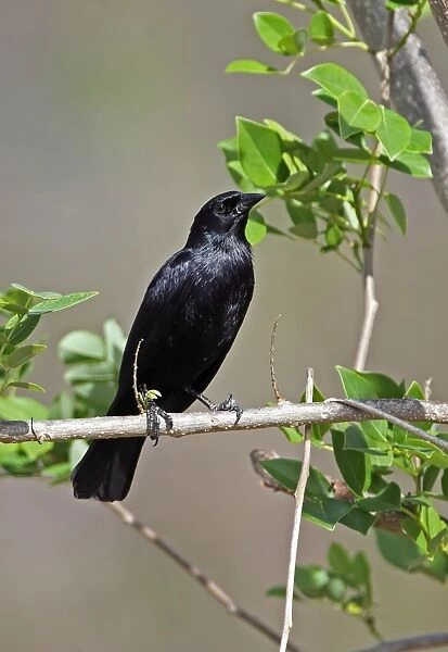 Cuban Blackbird (Dives atroviolaceus) adult, perched on twig, La Belen, Camaguey Province, Cuba, March