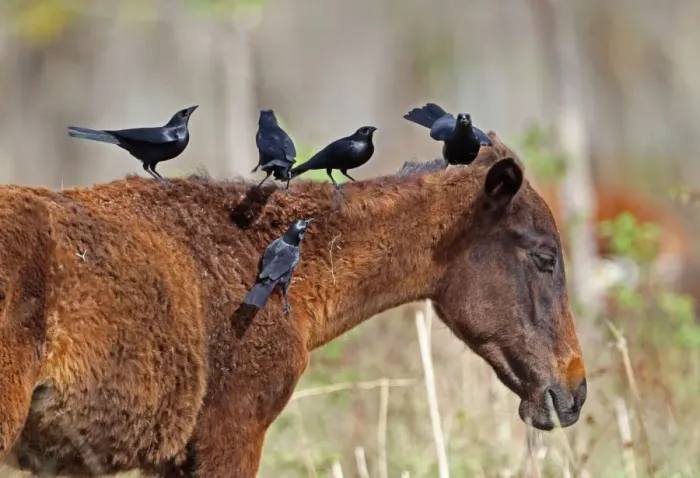 Framed Print : Cuban Blackbird (Dives atroviolaceus) five adults, feeding, picking parasites from horse, La Belen, Camaguey Province Framed Print : Cuban Blackbird (Dives atroviolaceus) five adults, feeding, picking parasites from horse, La Belen, Camaguey Province