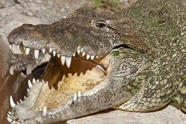 Cuban Crocodile (Crocodylus rhombifer) adult, with mouth open, close-up of head (captive)
