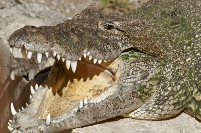 Framed Print : Cuban Crocodile (Crocodylus rhombifer) adult, with mouth open, close-up of head (captive)
