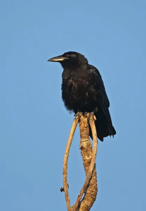 Framed Print : Cuban Crow (Corvus nasicus) adult, perched at top of dead tree, La Belen, Camaguey Province, Cuba, March Framed Print : Cuban Crow (Corvus nasicus) adult, perched at top of dead tree, La Belen, Camaguey Province, Cuba, March