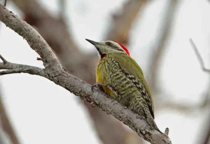 Framed Print : Cuban Green Woodpecker (Xiphidiopicus percussus percussus) adult male, perched on bare branch, Cayo Coco Framed Print : Cuban Green Woodpecker (Xiphidiopicus percussus percussus) adult male, perched on bare branch, Cayo Coco