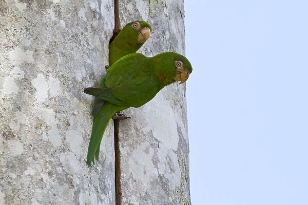 Cuban Parakeet (Aratinga euops) adult pair, at nesthole in tree trunk, Najasa, Camaguey Province, Cuba, March