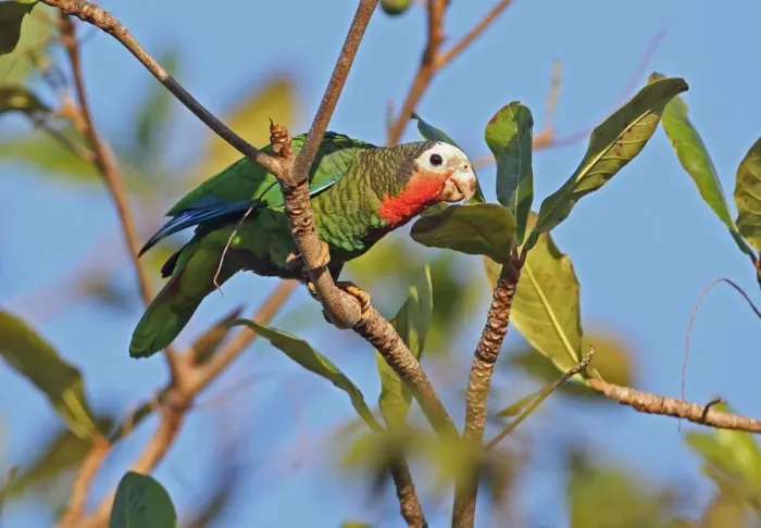 Framed Print : Cuban Parrot (Amazona leucocephala leucocephala) adult, perched on branch in tree, Zapata Peninsula, Matanzas Province Framed Print : Cuban Parrot (Amazona leucocephala leucocephala) adult, perched on branch in tree, Zapata Peninsula, Matanzas Province