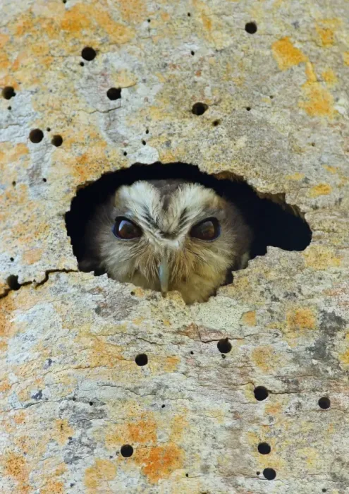 Framed Print : Cuban Screech-owl (Gymnoglaux lawrencii exsul) adult, looking out from nesthole entrance in tree trunk Framed Print : Cuban Screech-owl (Gymnoglaux lawrencii exsul) adult, looking out from nesthole entrance in tree trunk