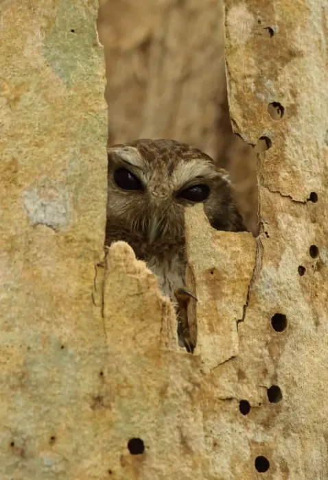 Framed Print : Cuban Screech-owl (Gymnoglaux lawrencii exsul) adult, roosting in hollow tree trunk, Zapata Peninsula Framed Print : Cuban Screech-owl (Gymnoglaux lawrencii exsul) adult, roosting in hollow tree trunk, Zapata Peninsula