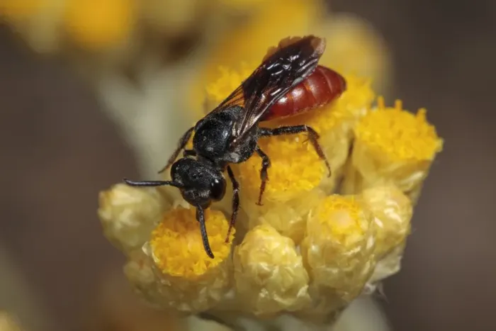 Framed Print : Cuckoo Bee (Sphecodes alternatus) adult female, feeding on helichrysum flower, Chaine des Alpilles, Bouches-du-Rhone Framed Print : Cuckoo Bee (Sphecodes alternatus) adult female, feeding on helichrysum flower, Chaine des Alpilles, Bouches-du-Rhone