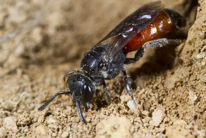 Framed Print : Cuckoo Bee (Sphecodes ephippius) adult female, filling in nest burrow of raided host bee, Powys, Wales, June Framed Print : Cuckoo Bee (Sphecodes ephippius) adult female, filling in nest burrow of raided host bee, Powys, Wales, June