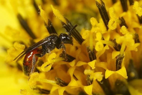 Cuckoo Bee (Sphecodes geoffrellus) adult female, feeding on Sunflower (Helianthus sp. ) flower in garden, Powys, Wales, august